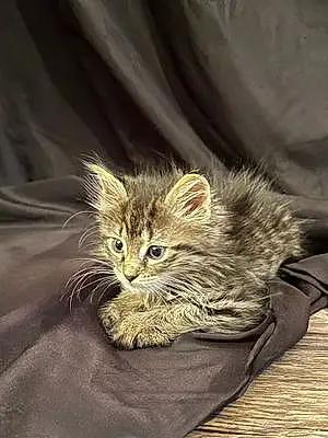 Siberian Cat Baby