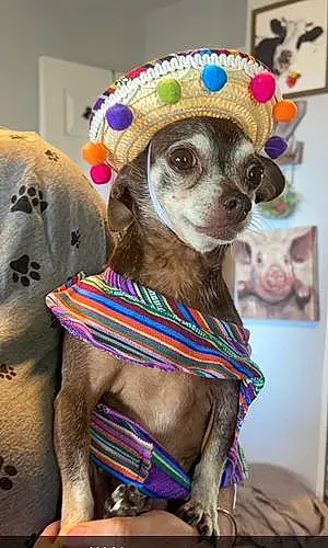 Name Chihuahua Dog Gidget