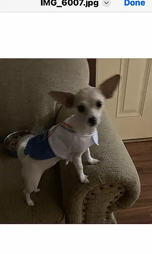 Name Chihuahua Dog Bell