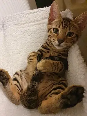 Name Bengal Cat Floyd
