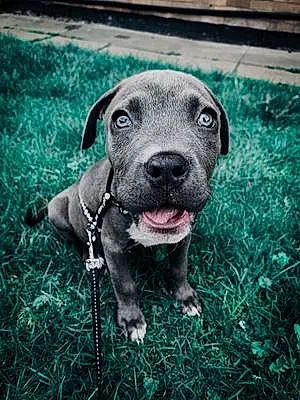 American Staffordshire Terrier Dog Khaleesi