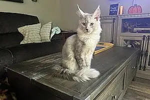 Name Maine Coon Cat Aurora