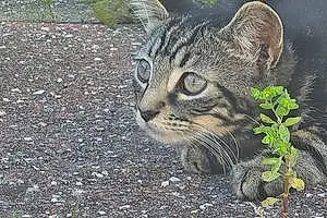 Name British Shorthair Cat Peanut