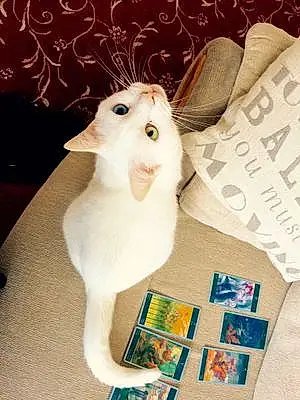 Turkish Angora Cat Sasha