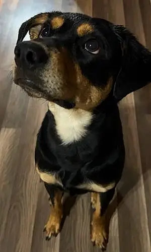 Name Rottweiler Dog Braxton
