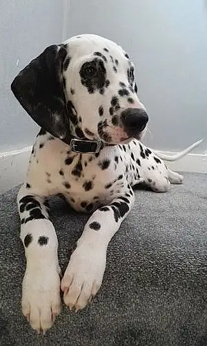 Name Dalmatian Dog Chase