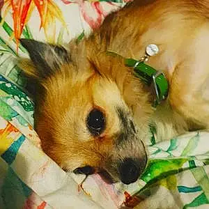 Name Chihuahua Dog Ernie