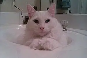 Turkish Angora Cat Frankie