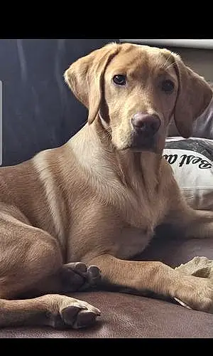 Name Labrador Retriever Dog Bailey