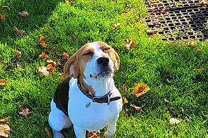 Name Beagle Dog Archer