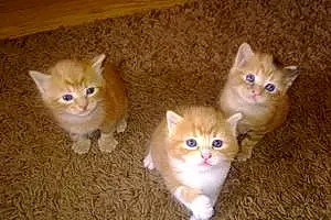 Name British Shorthair Cat George