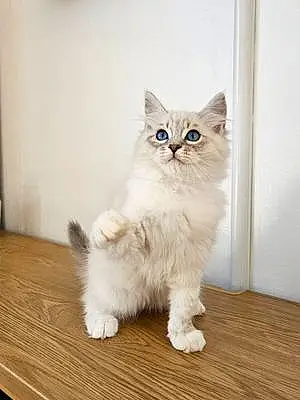 Siberian Cat Kulfi