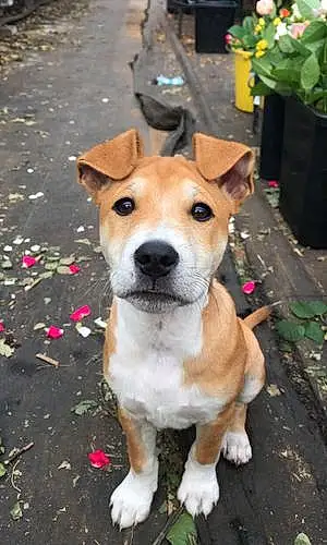 American Staffordshire Terrier Dog Rocky