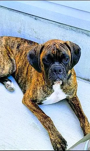 Boxer Dog Charger