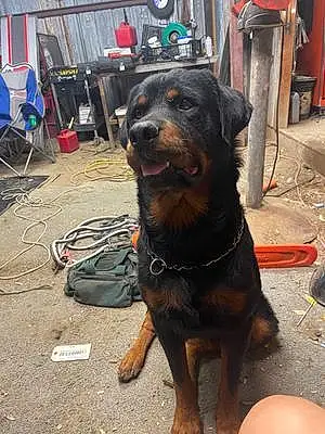 Rottweiler Dog Trouble