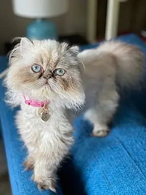 Name Persian Cat Sophie