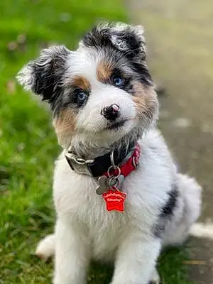 Name Australian Shepherd Dog Fifi