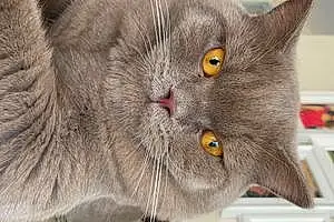 Name British Shorthair Cat Grey