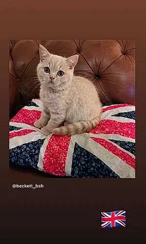 Name British Shorthair Cat Beckett