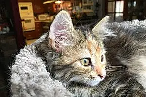 Name Tabby Cat Sophie