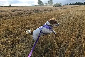 Jack Russell Dog Ruby