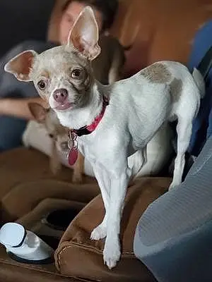 Name Chihuahua Dog Asher
