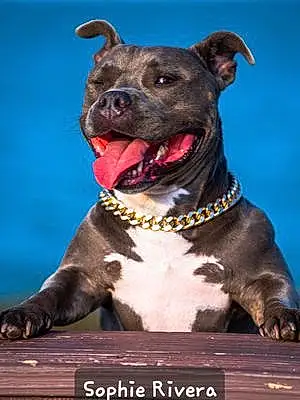 Name American Bully Dog Sophie