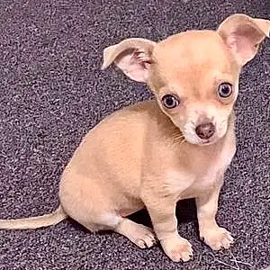 Name Chihuahua Dog Lulu