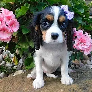 Cavalier King Charles Spaniel Dog Princess