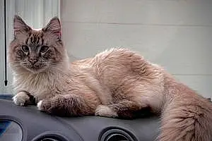 Siberian Cat Milo