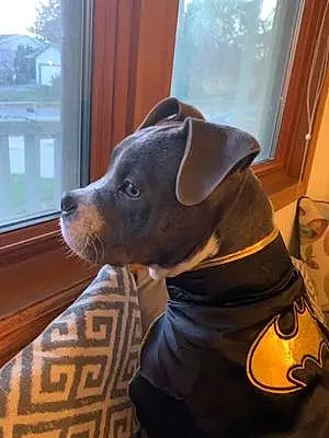 American Staffordshire Terrier Dog Bruce Wayne