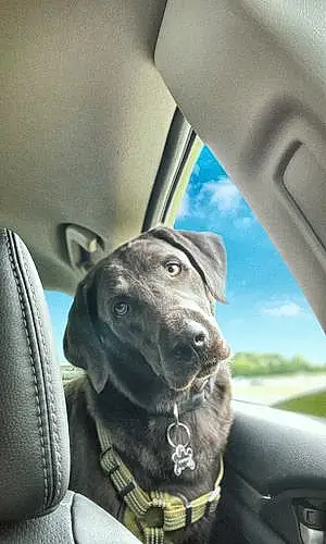 Name Labrador Retriever Dog Cassius
