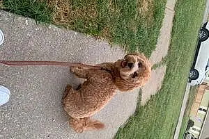 Name Goldendoodle Dog Gigi
