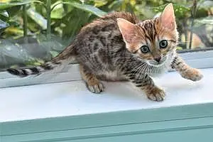 Name Bengal Cat Georgie