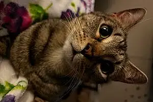 Name American Shorthair Cat Fudge