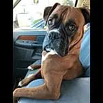 Dog, Boxer, Carnivore, Dog breed, Window, Working Animal, Companion dog, Fawn, Snout, Comfort, Wrinkle, Whiskers, Canidae, Working Dog, Dog Collar, Human Leg, Non-sporting Group, Vehicle Door, Foot
