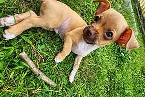 Name Chihuahua Dog Charlee