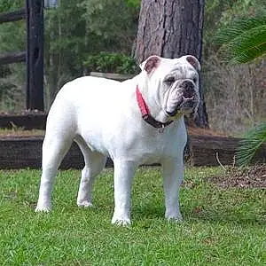 Name Bulldog Dog Brutus