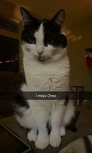 Chartreux Cat Oreo