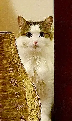 Siberian Cat Max