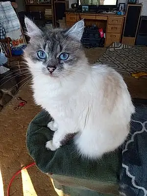 Siamese Cat Phoebe