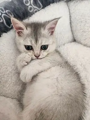 Scottish Fold Cat Chika