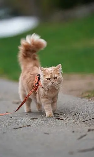 Name Persian Cat Ferguson
