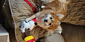 Name Pomeranian Dog Boo