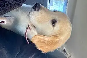 Golden Retriever Dog Bella