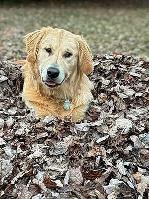Golden Retriever Dog Hudson