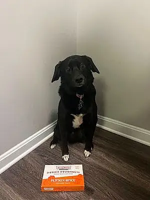 Name Border Collie Dog Atlas