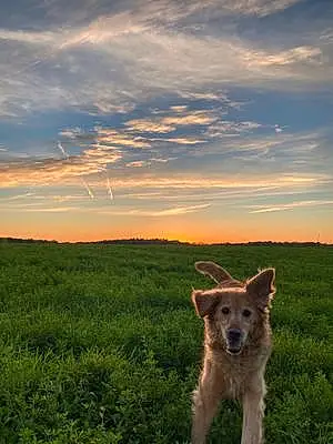 Golden Retriever Dog Rosie
