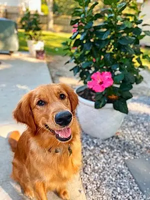 Golden Retriever Dog Sadie