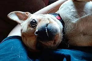 Name Chihuahua Dog Bailey